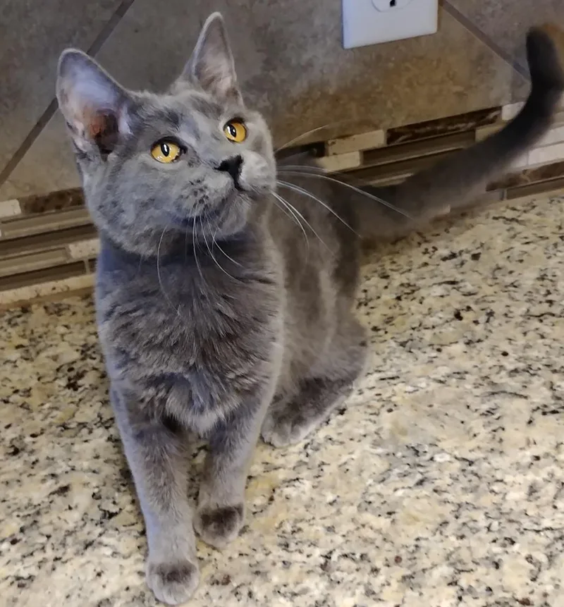 A senior medium-sized female Gray / Blue / Silver Russian Blue cat named Precious for adoption in Bertram, TX