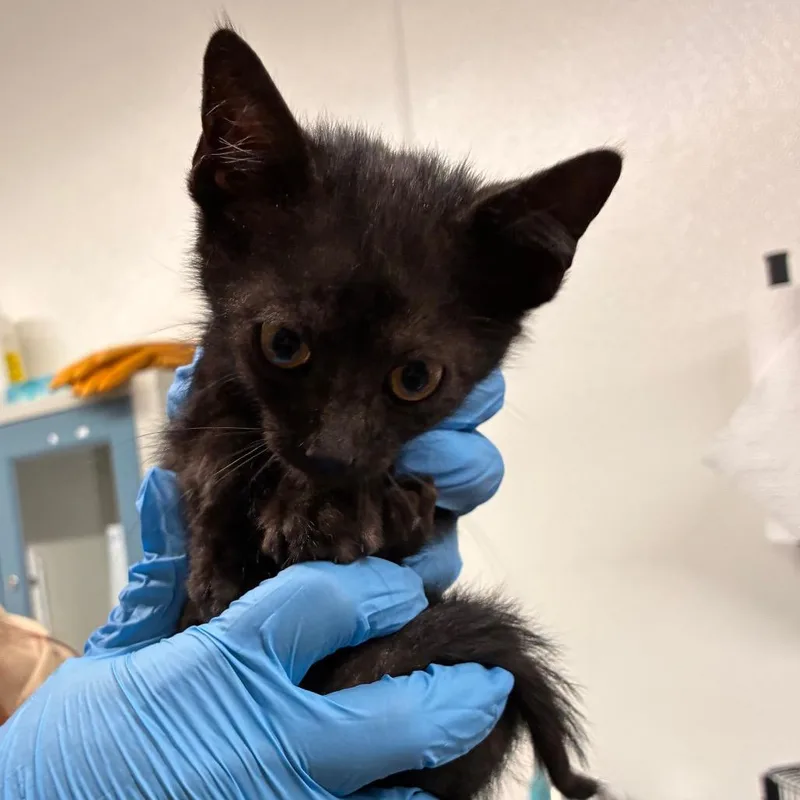 A baby small-sized male Black Domestic Short Hair cat named Nightcrawler for adoption in Manhattan, KS