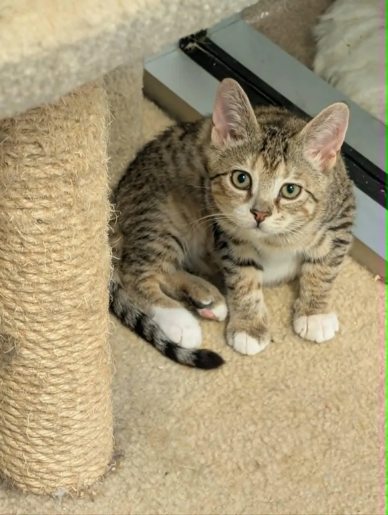 A baby medium-sized female Tabby (Brown / Chocolate) Domestic Short Hair cat named Enola for adoption in Chambersburg, PA
