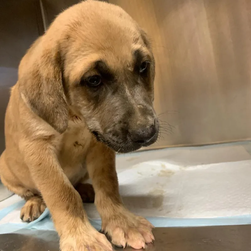 A baby medium-sized female Brown / Chocolate Labrador Retriever dog named Uno for adoption in Hattiesburg, MS