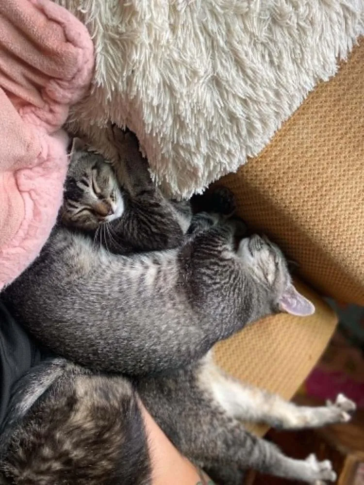 A baby medium-sized female Domestic Short Hair cat named Gwen Steffani for adoption in Lansing, MI