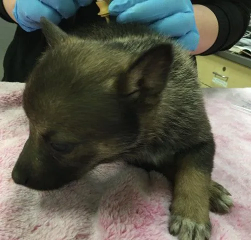 A baby small-sized female Siberian Husky dog named Moon for adoption in Riverside, CA