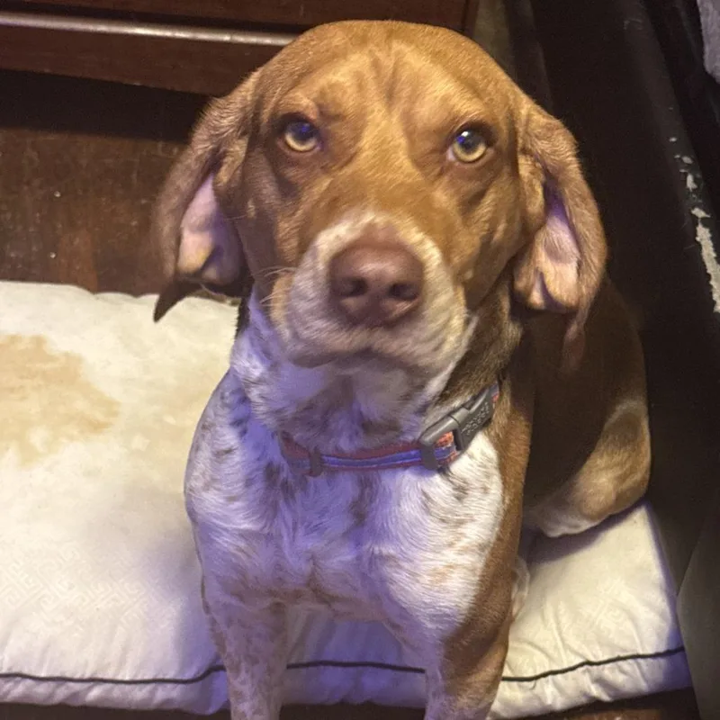 An adult medium-sized male Brown / Chocolate Beagle dog named Ace Frehley for adoption in Philadelphia, PA