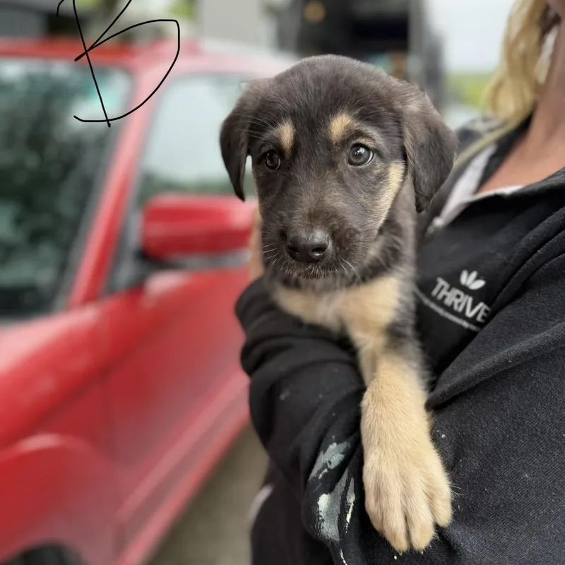 Puppy thumbnail 2