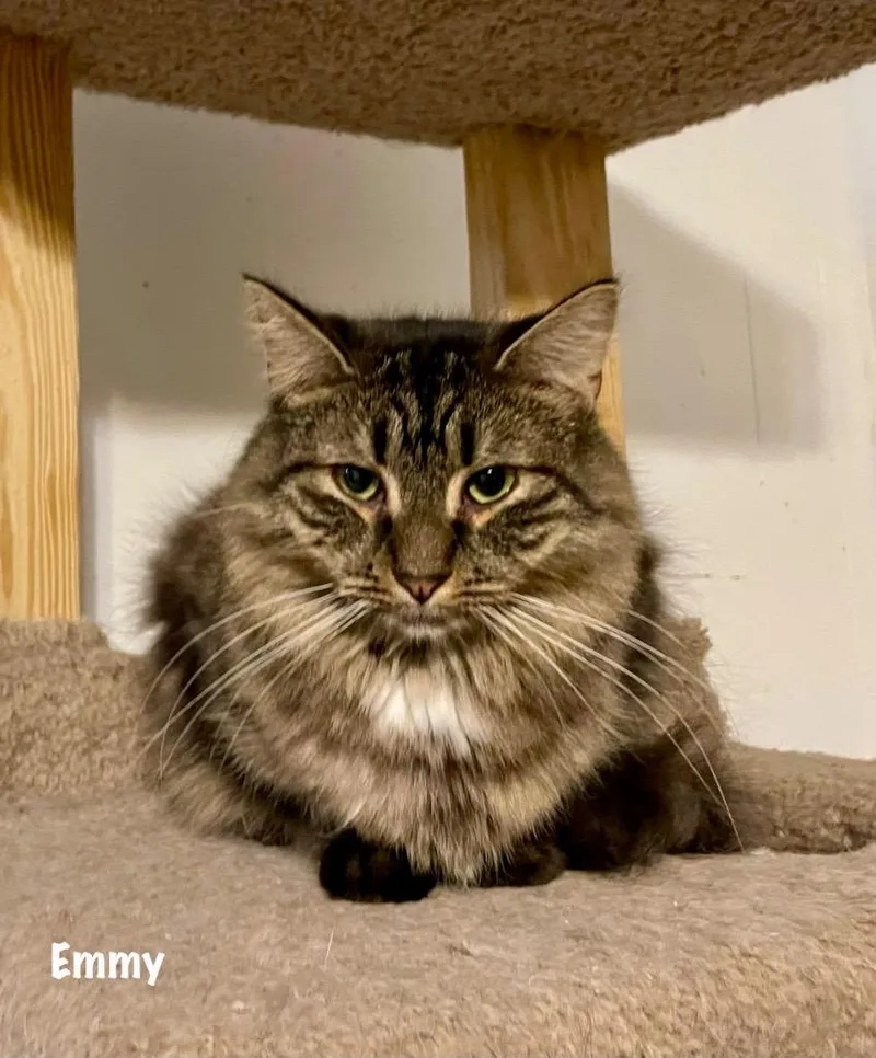 An adult medium-sized female Domestic Long Hair cat named Emmy for adoption in Windsor, CT