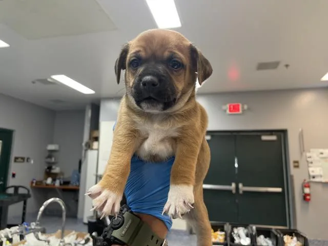 A baby small-sized male Terrier dog named Dodger for adoption in Riverside, CA