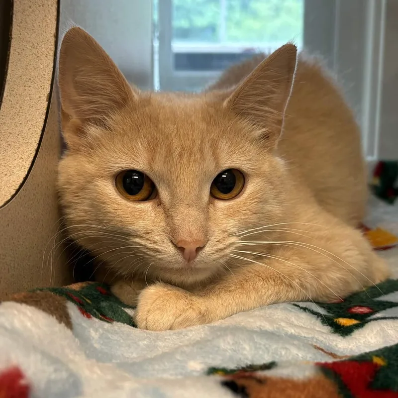 An adult medium-sized female Buff / Tan / Fawn Domestic Short Hair cat named Sassy for adoption in Gloucester, VA