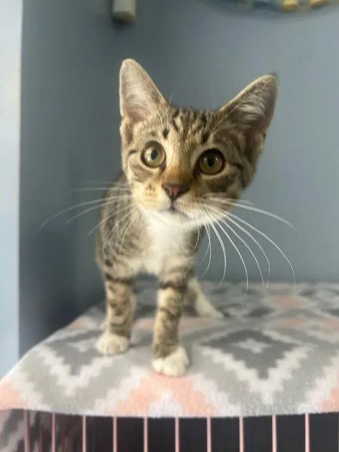 A baby small-sized male Domestic Short Hair cat named Beanie for adoption in Lovingston, VA