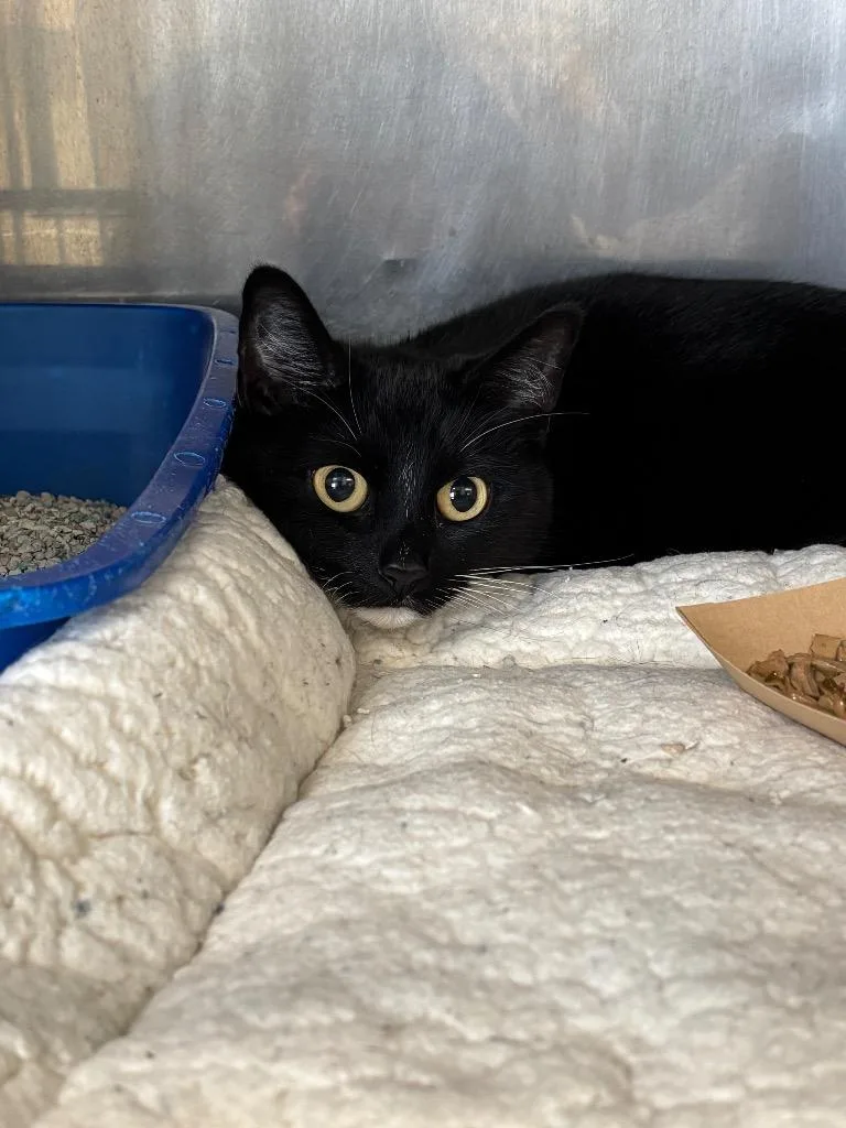 An adult medium-sized female Domestic Short Hair cat named Harmony for adoption in Fall River, MA