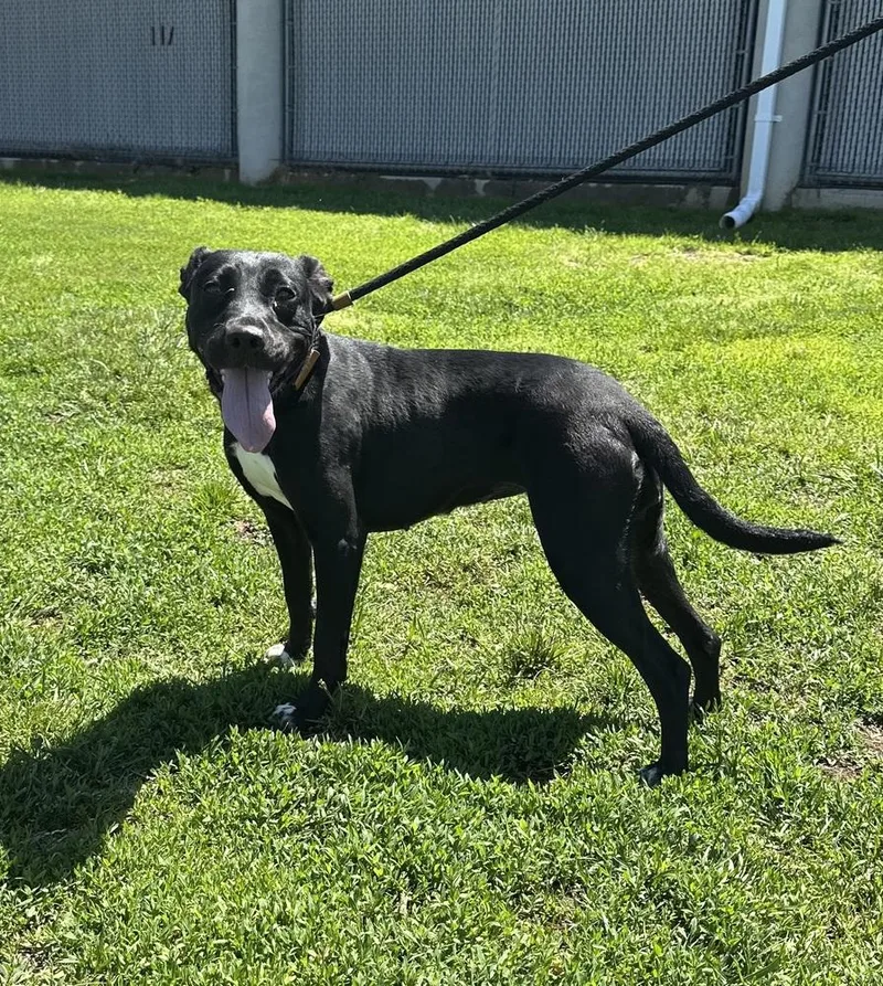 A young small-sized female Tricolor (Brown, Black, & White) Terrier dog named Pawsley for adoption in Evansville, IN