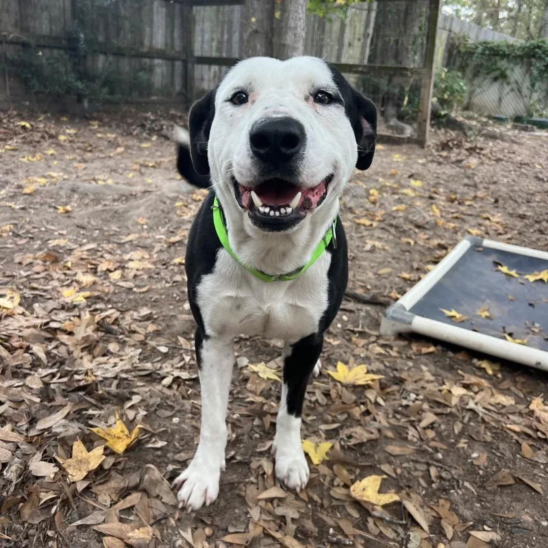 Ham Bone thumbnail 2