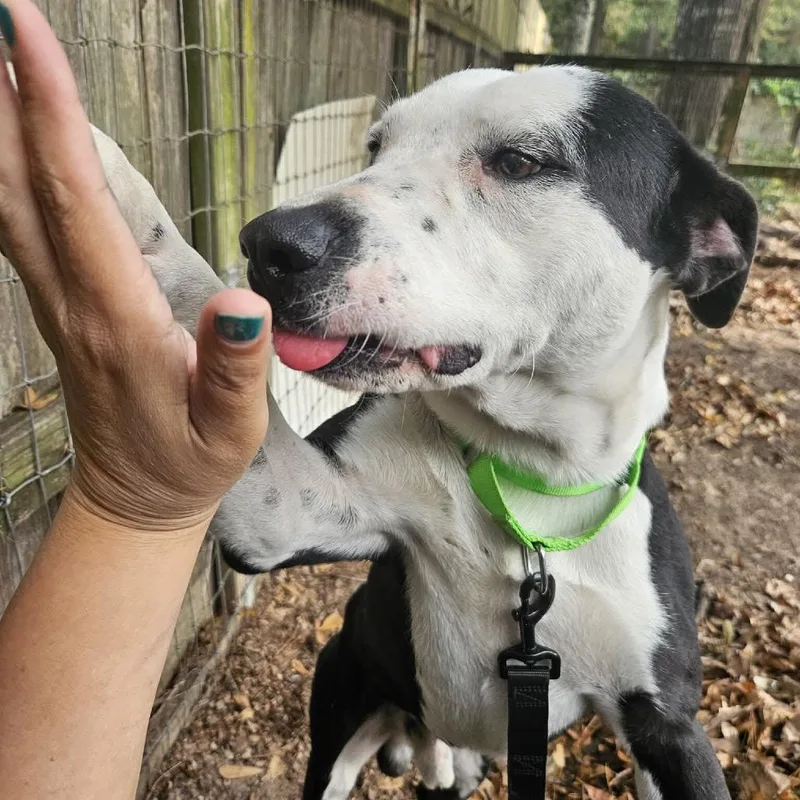 Ham Bone thumbnail 4