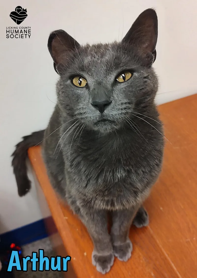 An adult medium-sized male Domestic Short Hair cat named Arthur for adoption in Heath, OH