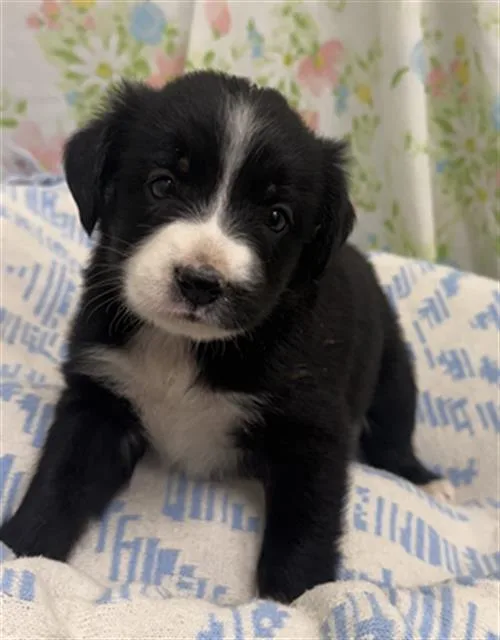A baby small-sized female Australian Cattle Dog / Blue Heeler dog named Happy for adoption in Rosenberg, TX