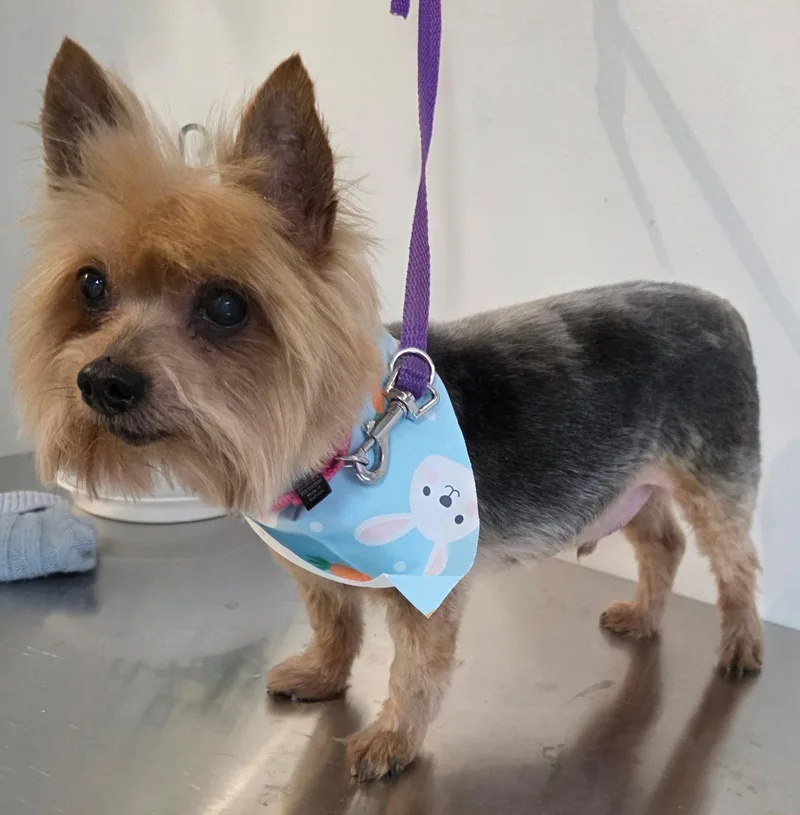 A senior small-sized male Yorkshire Terrier dog named Moxie for adoption in New York, NY