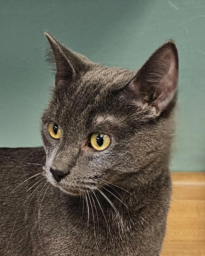 Dutchess thumbnail 2