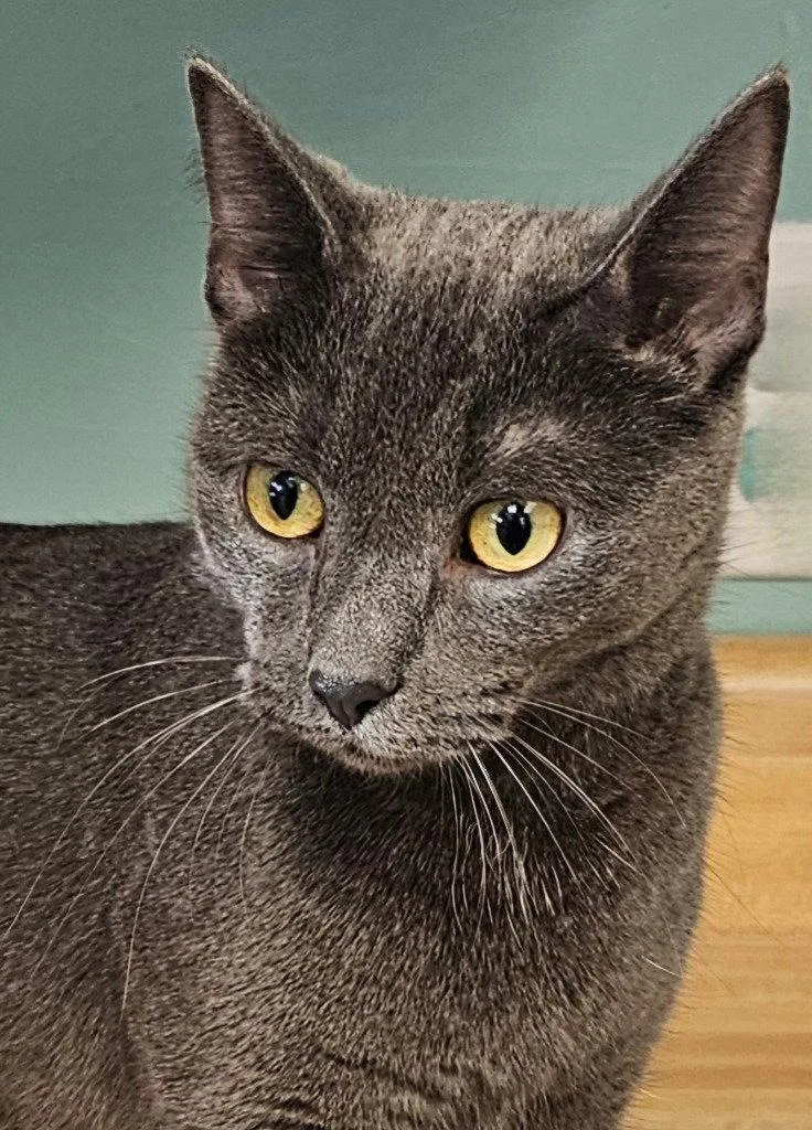 Dutchess thumbnail 3