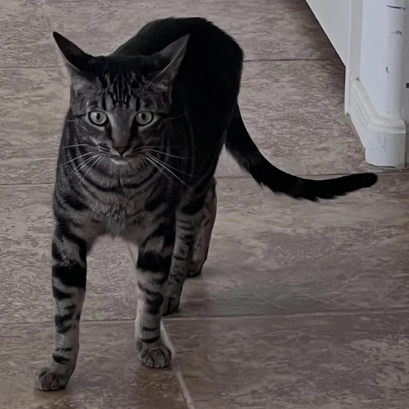 An adult large-sized male Domestic Short Hair cat named Monkey for adoption in Tempe, AZ