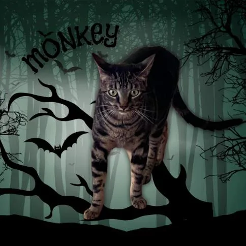 Monkey thumbnail 2