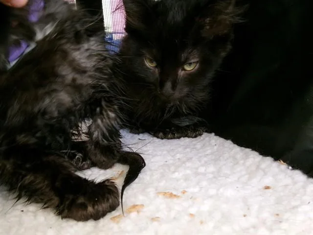 A baby medium-sized male Domestic Medium Hair cat named Remy for adoption in Huntsville, AL