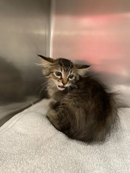A baby small-sized female Domestic Medium Hair cat named Pepper for adoption in Houston, TX