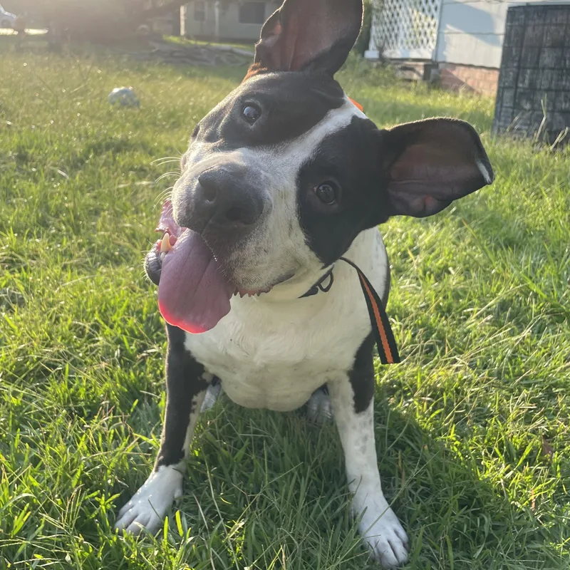 An adult large-sized female Black Pit Bull Terrier dog named Nola for adoption in Baton Rouge, LA