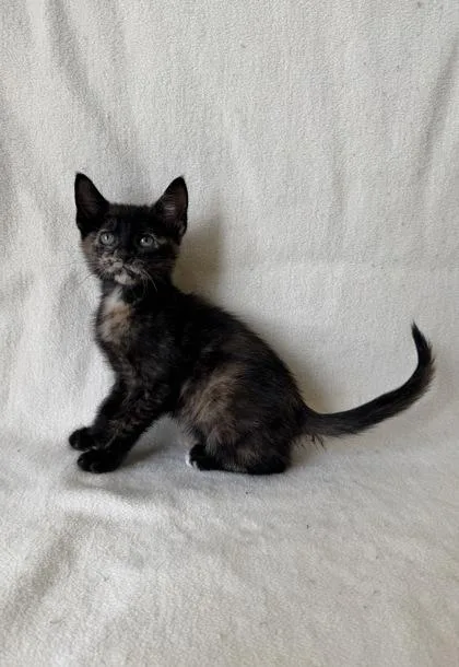 A young medium-sized female Domestic Short Hair cat named Gypsy for adoption in Buffalo, MN