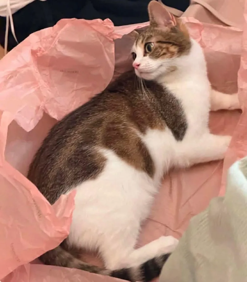 A young medium-sized female Brown / Chocolate Domestic Short Hair cat named Miffy for adoption in Novato, CA