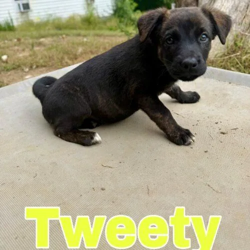 Tweety