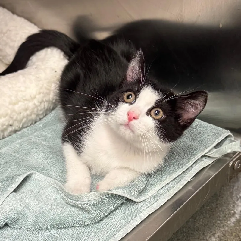 A baby small-sized male Black Domestic Short Hair cat named World Cup for adoption in Los Angeles, CA
