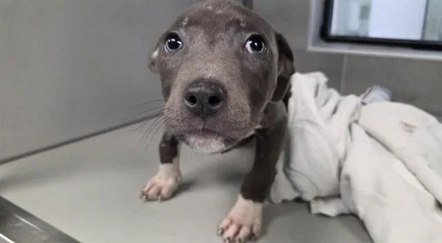 A baby small-sized male Pit Bull Terrier dog named Miclo for adoption in Garland, TX