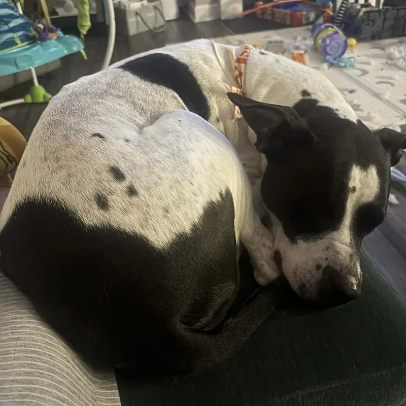 An adult medium-sized female Black Pit Bull Terrier dog named Bethany for adoption in Columbia, SC