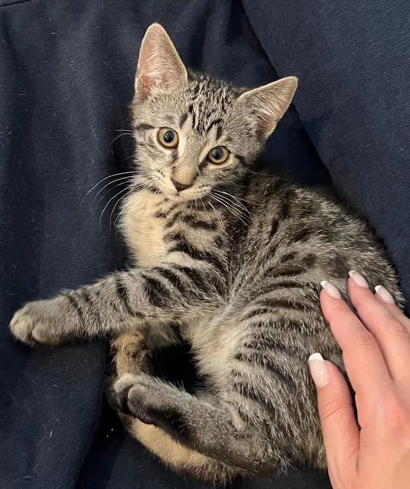 A baby small-sized male Exotic Shorthair cat named The Eagles: Desperado for adoption in Warren, CT