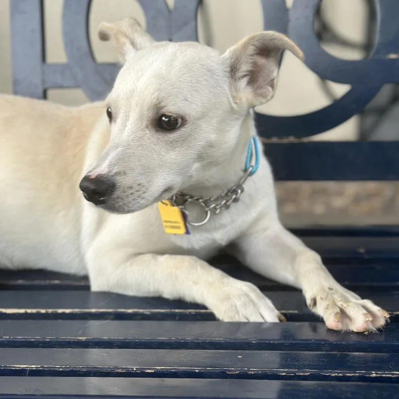 A young medium-sized male White / Cream Mixed Breed dog named Broccolini for adoption in San Francisco, CA