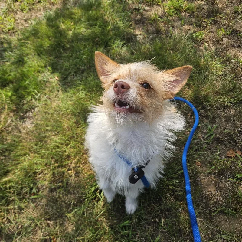An adult small-sized female White / Cream Mixed Breed dog named Emma for adoption in Conway, NH