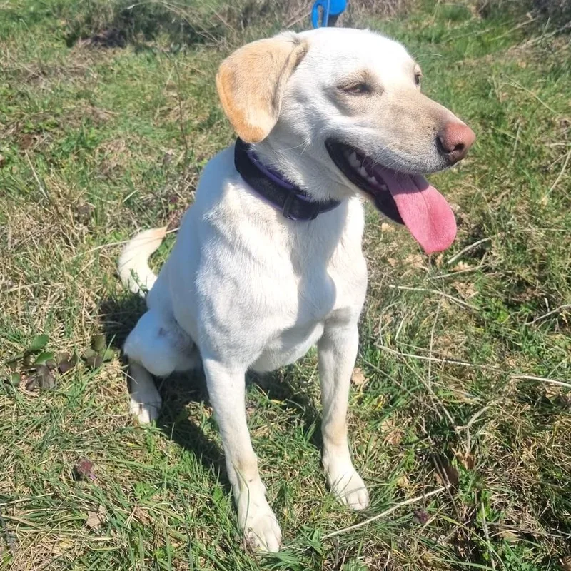 A young medium-sized female Yellow / Tan / Blond / Fawn Labrador Retriever dog named Elza for adoption in Morristown, NJ
