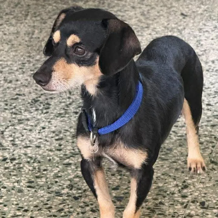 Bailey Titan thumbnail 2