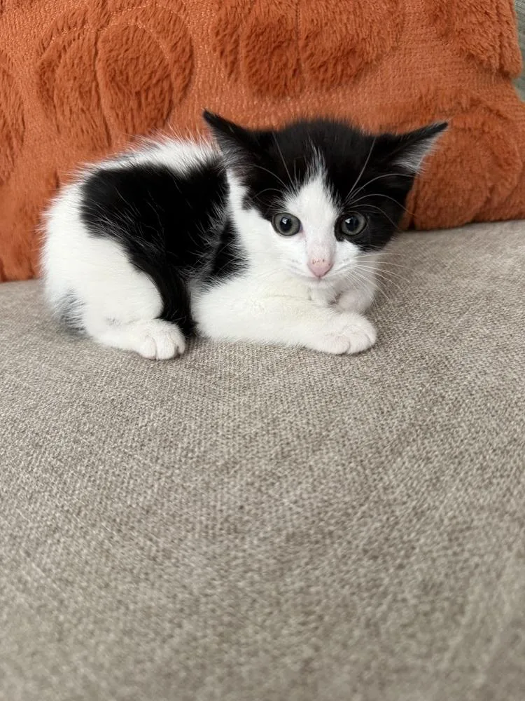 A baby medium-sized female Black & White / Tuxedo Domestic Short Hair cat named Monet for adoption in Clinton Township, MI