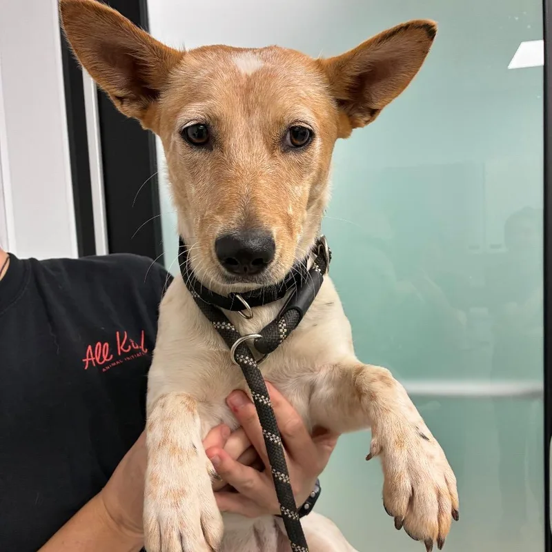 A young medium-sized female White / Cream Cattle Dog dog named Jelly Bean for adoption in Abilene, TX