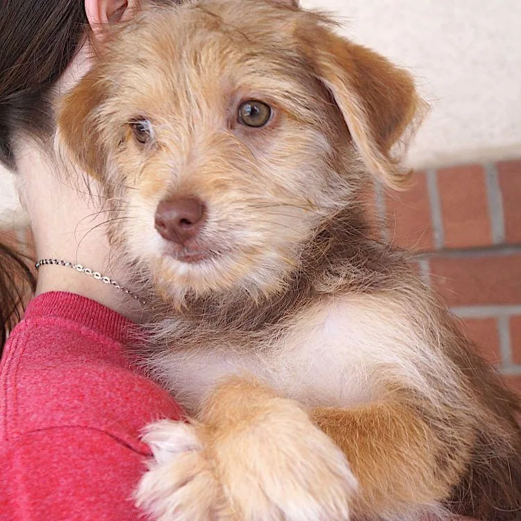 A young small-sized female Apricot / Beige Maltese dog named Breezy for adoption in Carrollton, TX