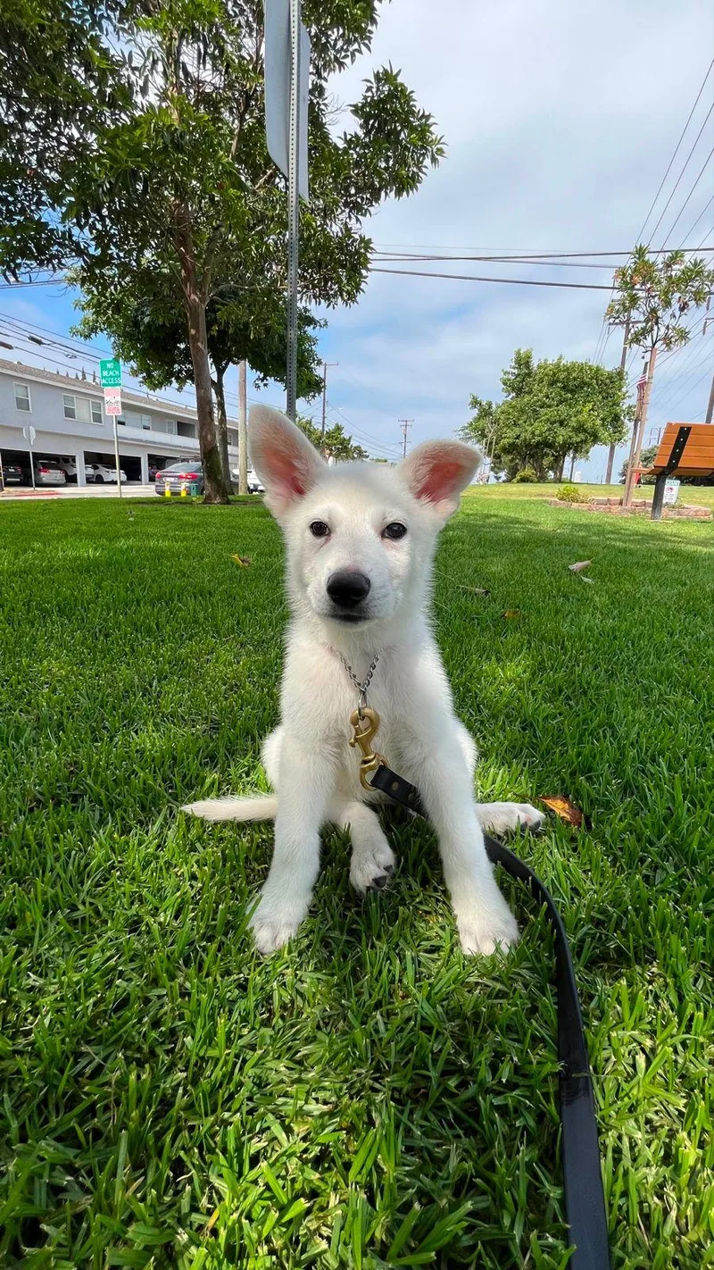 A baby small-sized male White / Cream German Shepherd Dog dog named Goose for adoption in Los Angeles, CA