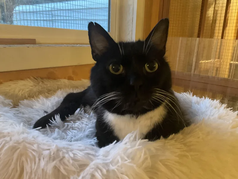 An adult medium-sized female Black & White / Tuxedo Tuxedo cat named Fantine for adoption in Mist, OR