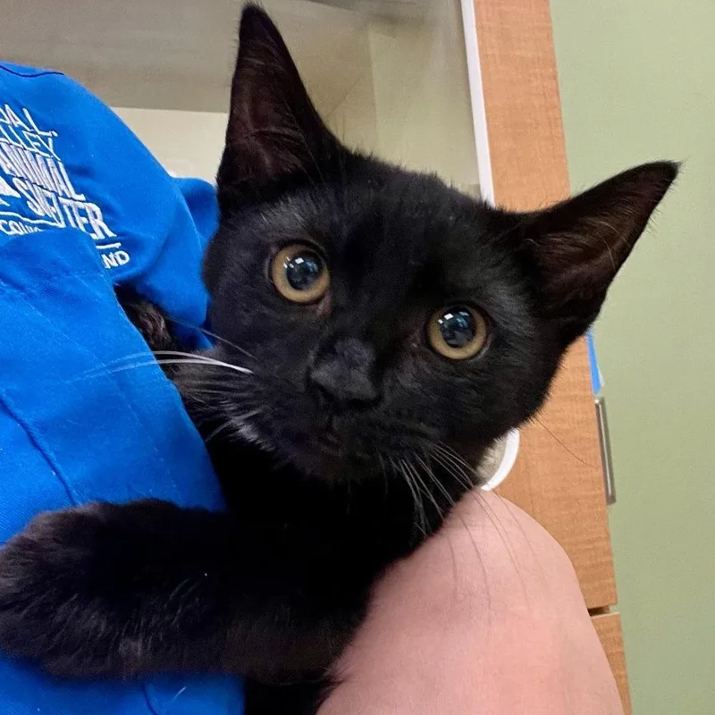 A baby medium-sized female Black Domestic Short Hair cat named Nicollettis for adoption in Prince Frederick, MD