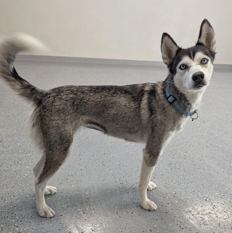 An adult medium-sized female Husky dog named Tala for adoption in Yankton, SD