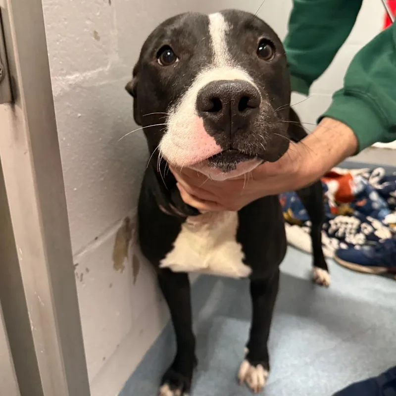 An adult medium-sized female Black Mixed Breed dog named Haven for adoption in Gainesville, FL