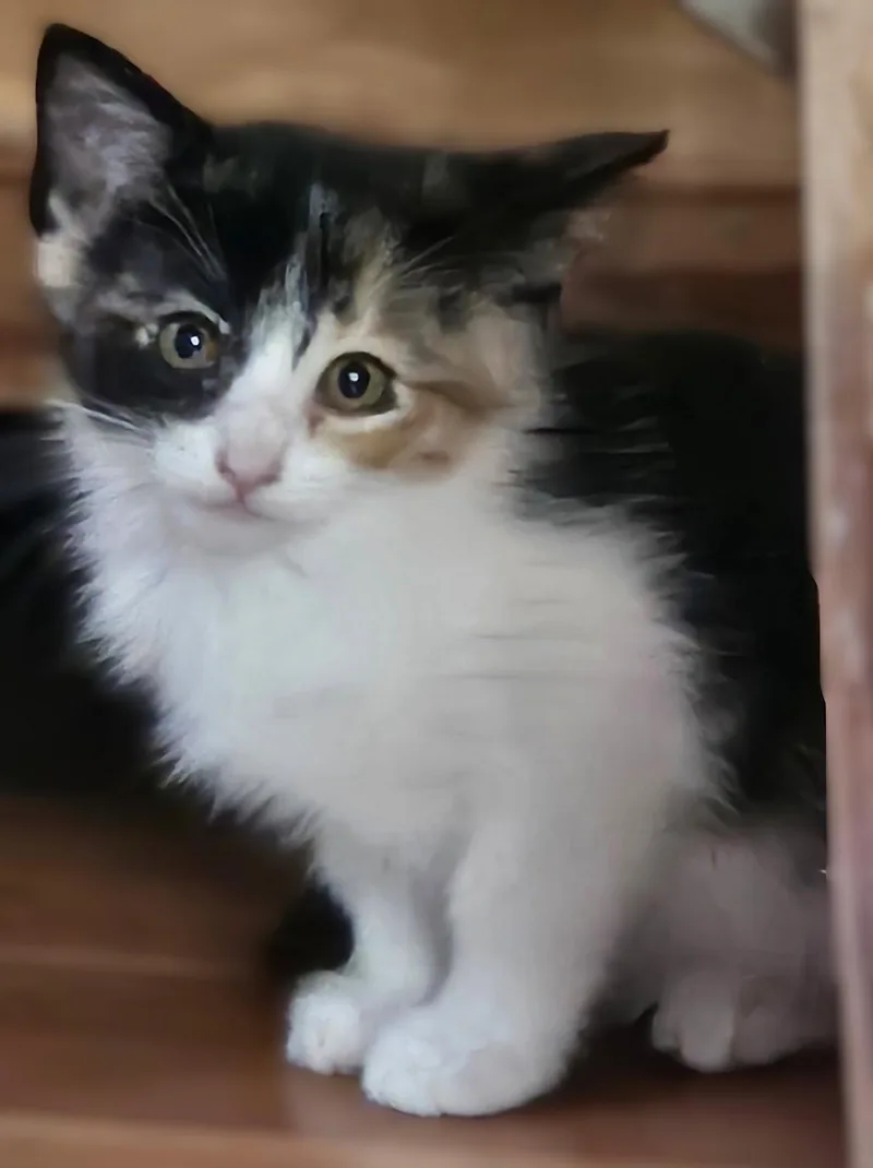 A baby small-sized female Calico cat named Little Bit for adoption in Walnut Creek, CA