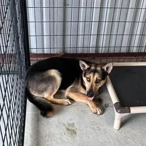 An adult large-sized male Black German Shepherd Dog dog named Gerd for adoption in Bastrop, TX