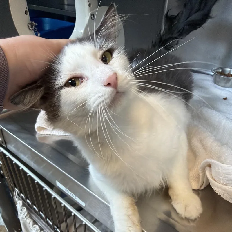 An adult large-sized male White Domestic Short Hair cat named Goober for adoption in Bristol, IN