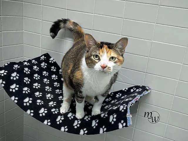 An adult medium-sized female Domestic Short Hair cat named Reeses for adoption in Omaha, NE