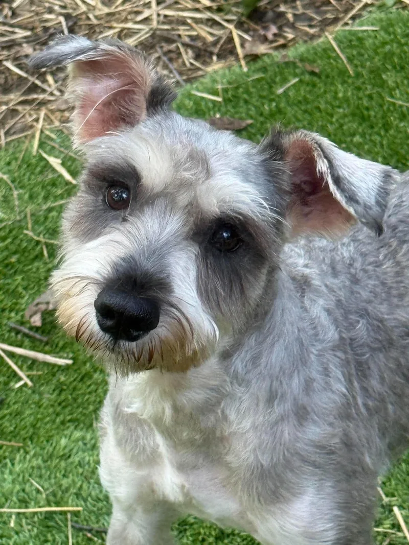 A young small-sized male Miniature Schnauzer dog named Murphy for adoption in Homer Glen, IL